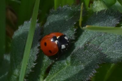 <i>Coccinella septempunctata</i>