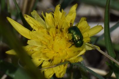 <i>Cryptocephalus</i>