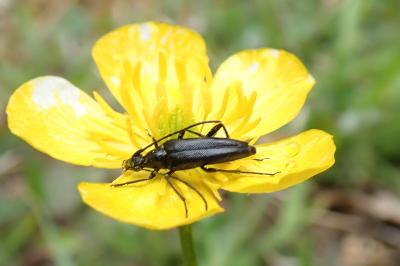 <i>Rutpela nigra</i>