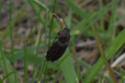 <i>Agrypnus murinus</i>
