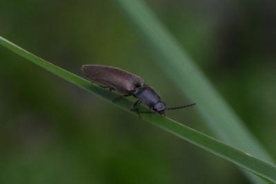 <i>Athous haemorrhoidalis</i>
