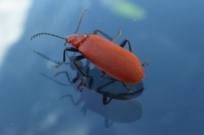 <i>Pyrochroa serraticornis</i>