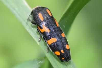 <i>Ptosima undecimmaculata</i>
