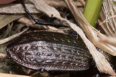 <i>Carabus granulatus</i>