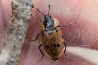<i>Dendroxena quadrimaculata</i>