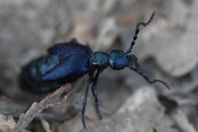 <i>Meloe violaceus</i>