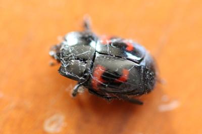 <i>Hister quadrimaculatus</i>