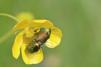 <i>Cryptocephalus</i>