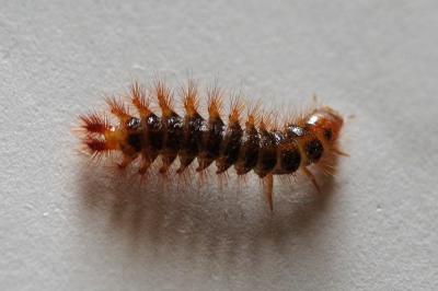 <i>Drilus flavescens</i>