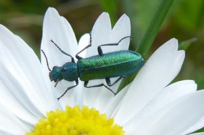<i>Psilothrix viridicoerulea</i>