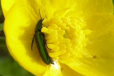 <i>Psilothrix viridicoerulea</i>