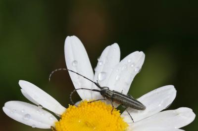 <i>Agapanthia</i>
