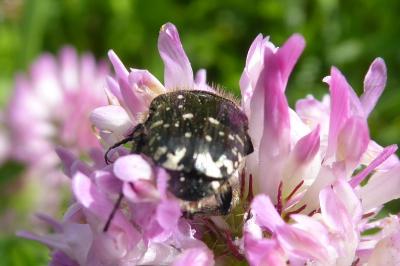 <i>Oxythyrea funesta</i>