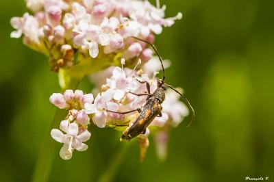 <i>Anoplodera sexguttata</i>