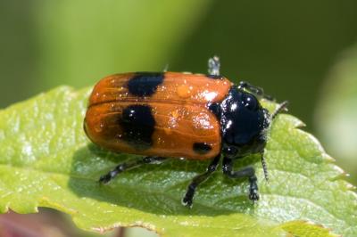 <i>Clytra laeviuscula</i>