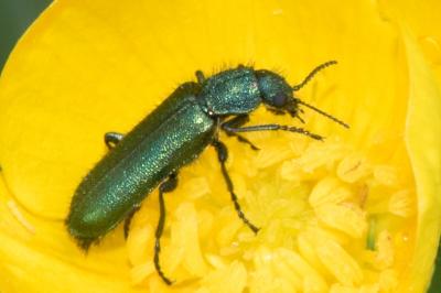 <i>Psilothrix viridicoerulea</i>