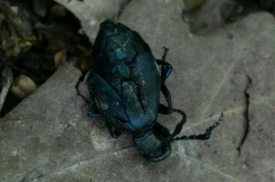 <i>Meloe violaceus</i>