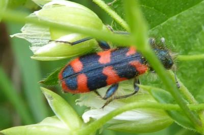 <i>Trichodes alvearius</i>