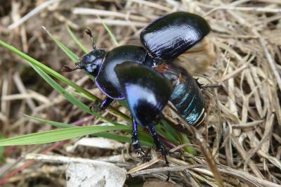 <i>Anoplotrupes stercorosus</i>