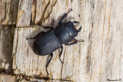<i>Dorcus parallelipipedus</i>