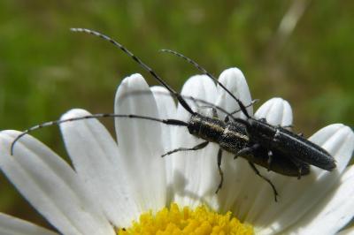 <i>Agapanthia</i>