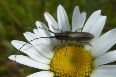 <i>Agapanthia</i>