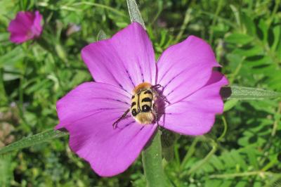 <i>Trichius gallicus</i>