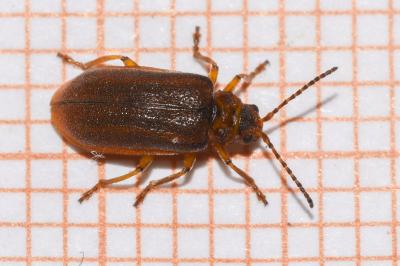 <i>Galerucella</i>