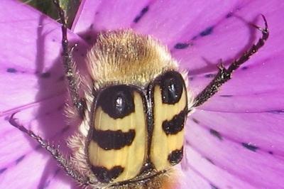 <i>Trichius gallicus</i>