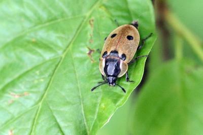 <i>Dendroxena quadrimaculata</i>