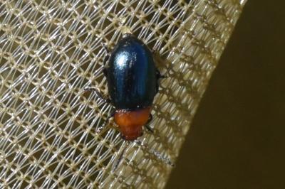 <i>Podagrica fuscipes</i>