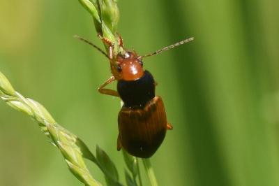 <i>Diachromus germanus</i>