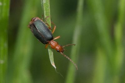 <i>Brachinus psophia</i>