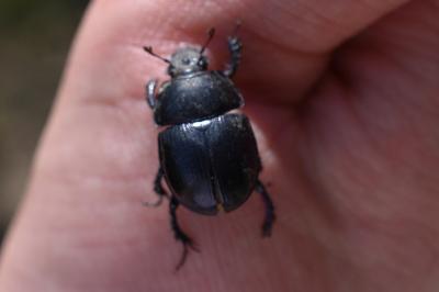 <i>Anoplotrupes stercorosus</i>