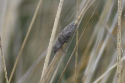 <i>Agrypnus murinus</i>
