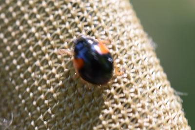<i>Adalia decempunctata</i>