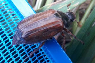 <i>Melolontha melolontha</i>