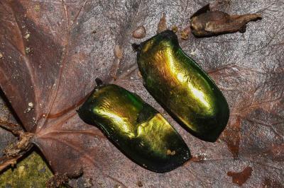 <i>Cetonischema speciosissima</i>