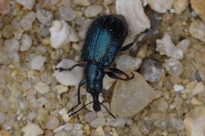 <i>Lasiorhynchites</i>