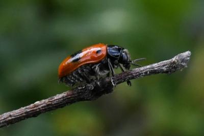 <i>Clytra laeviuscula</i>