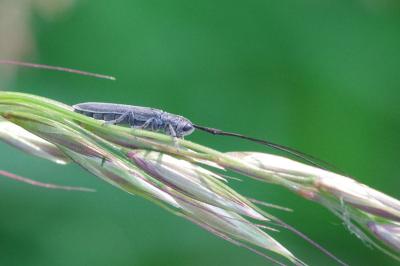 <i>Calamobius filum</i>