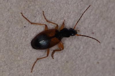 <i>Anchomenus dorsalis</i>