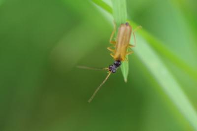 <i>Rhagonycha lignosa</i>