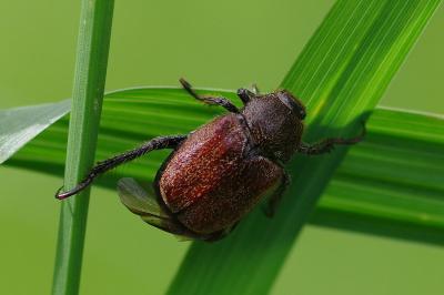 <i>Hoplia philanthus</i>