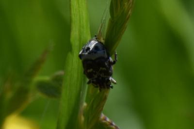 <i>Valgus hemipterus</i>