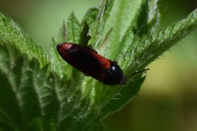 <i>Ampedus sanguinolentus</i>