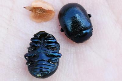 <i>Chrysolina</i>
