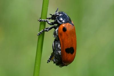 <i>Clytra laeviuscula</i>