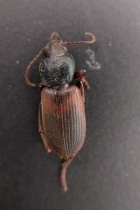 <i>Gynandromorphus etruscus</i>