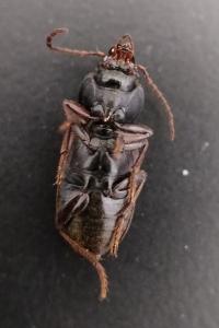 <i>Gynandromorphus etruscus</i>